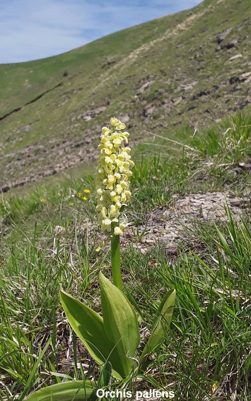 Prime fioriture di orchidee sui Monti della Laga  giugno 2021.